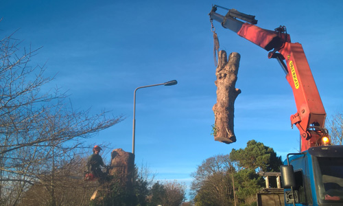 Tree removal by crane