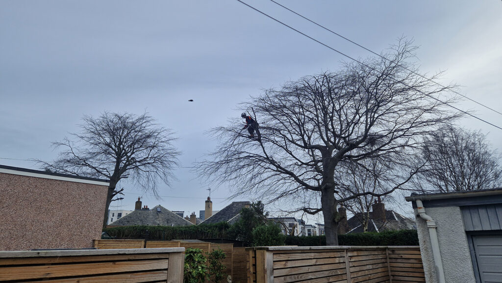 Beech crown reduction Edinburgh