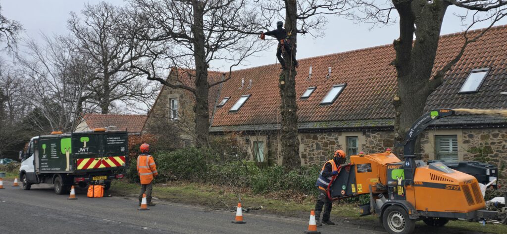 Tree removal Haddington