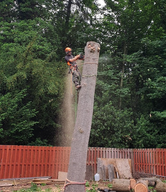 Oak Tree Removal Dalkeith