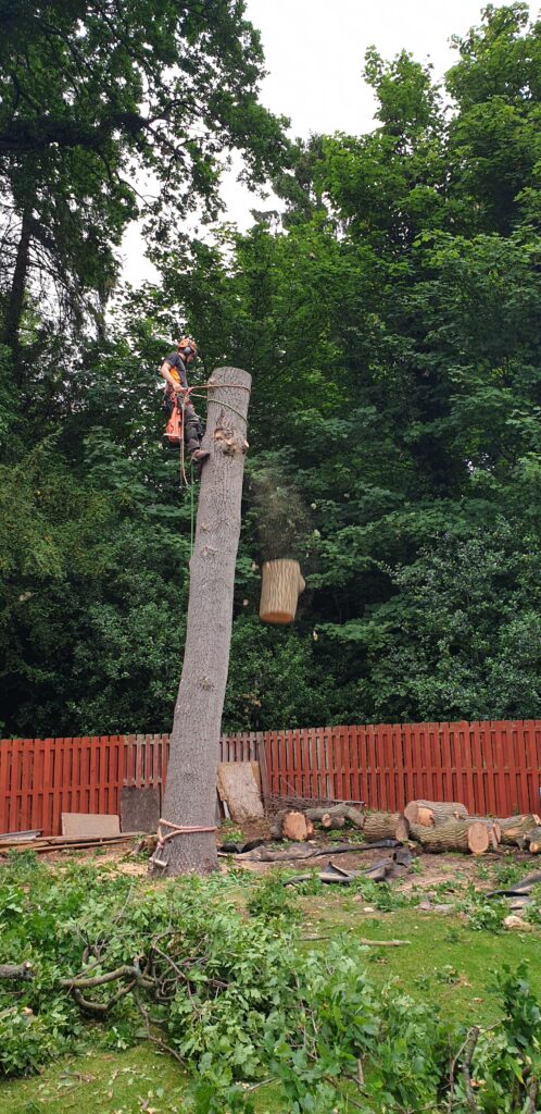Oak removal Dalkeith