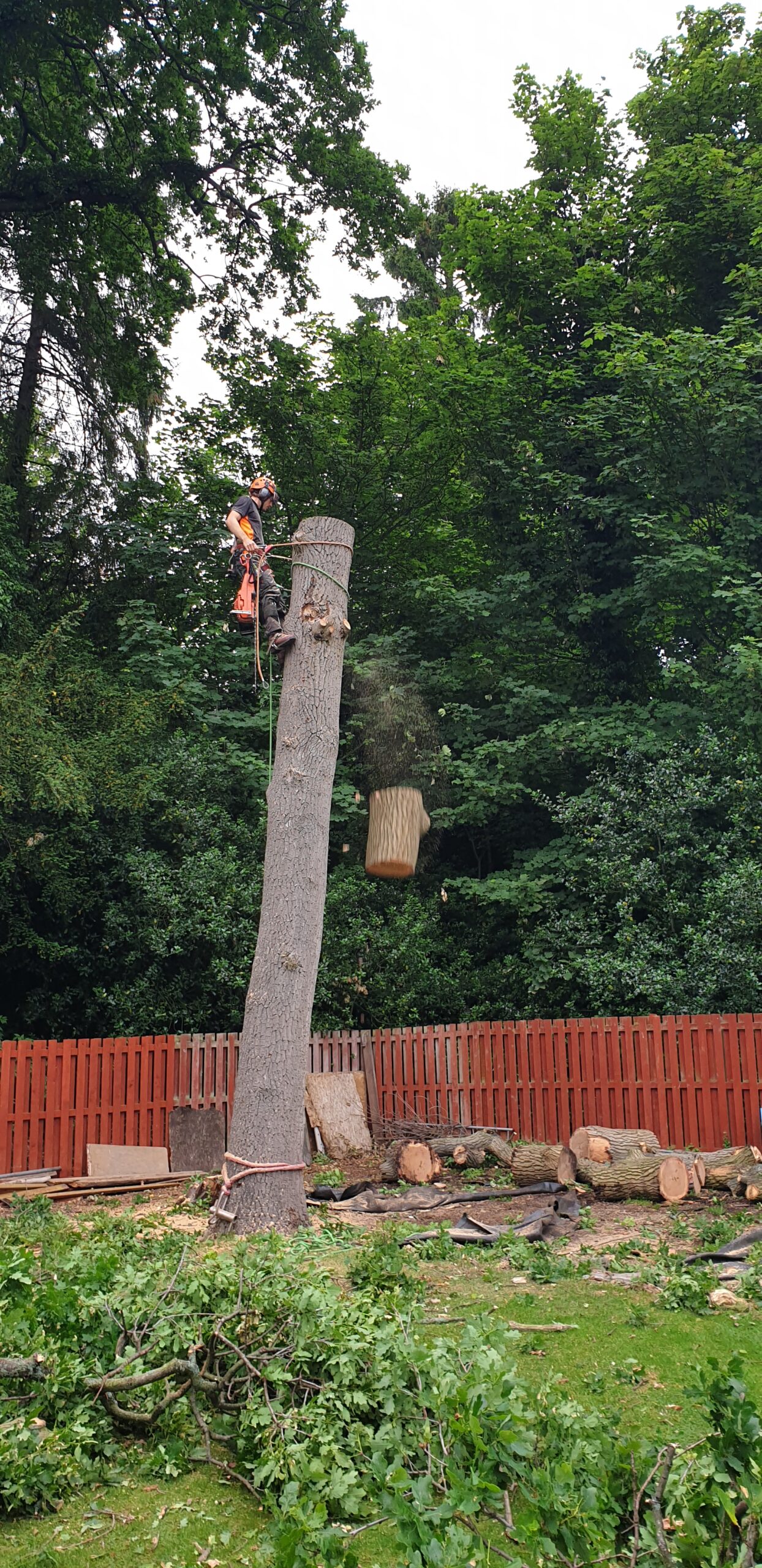 Oak removal Dalkeith