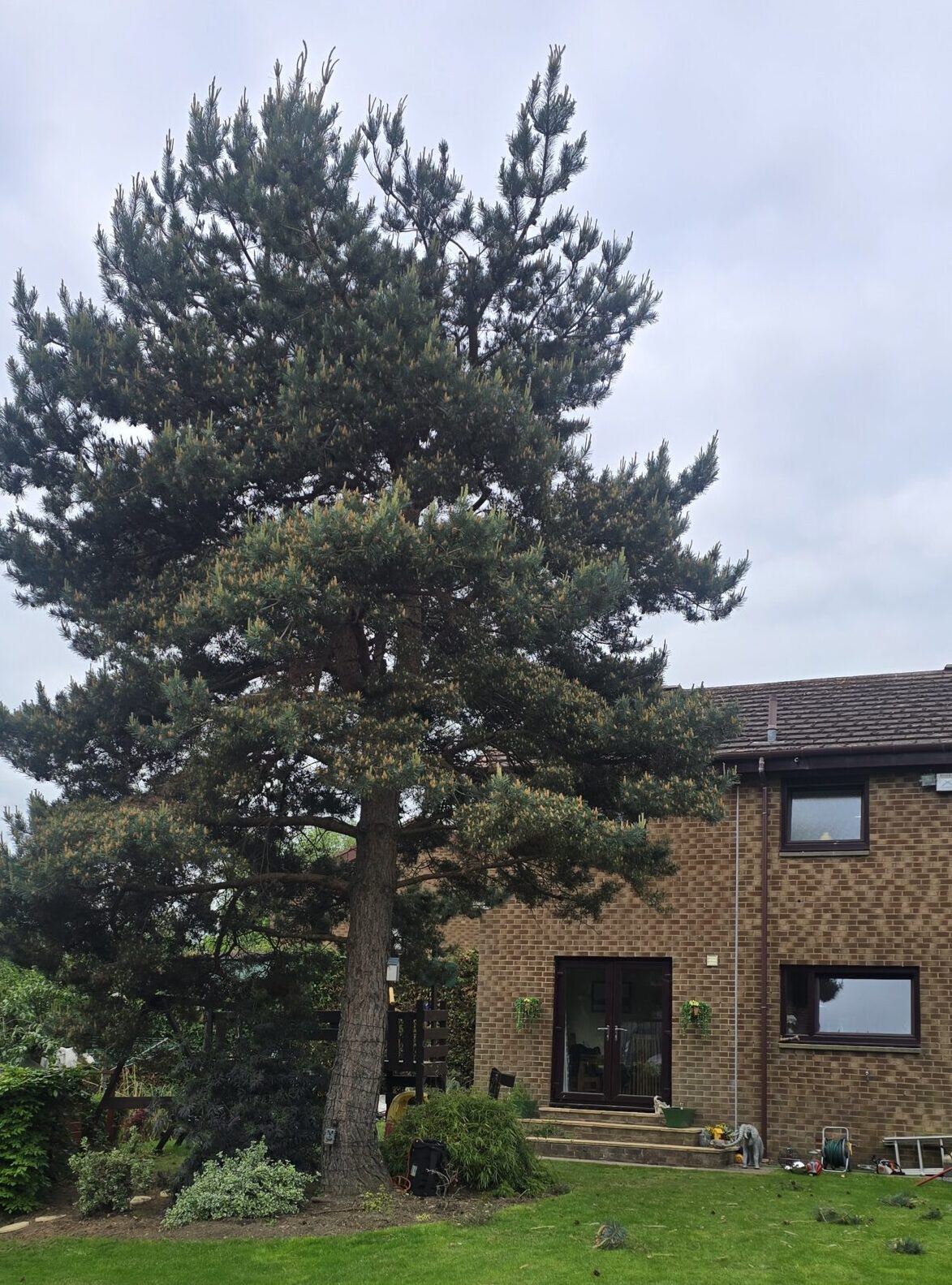 Pine tree reduction Edinburgh - Before