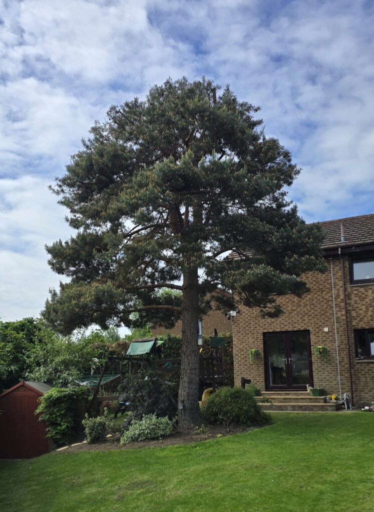 Pine tree pruning Edinburgh