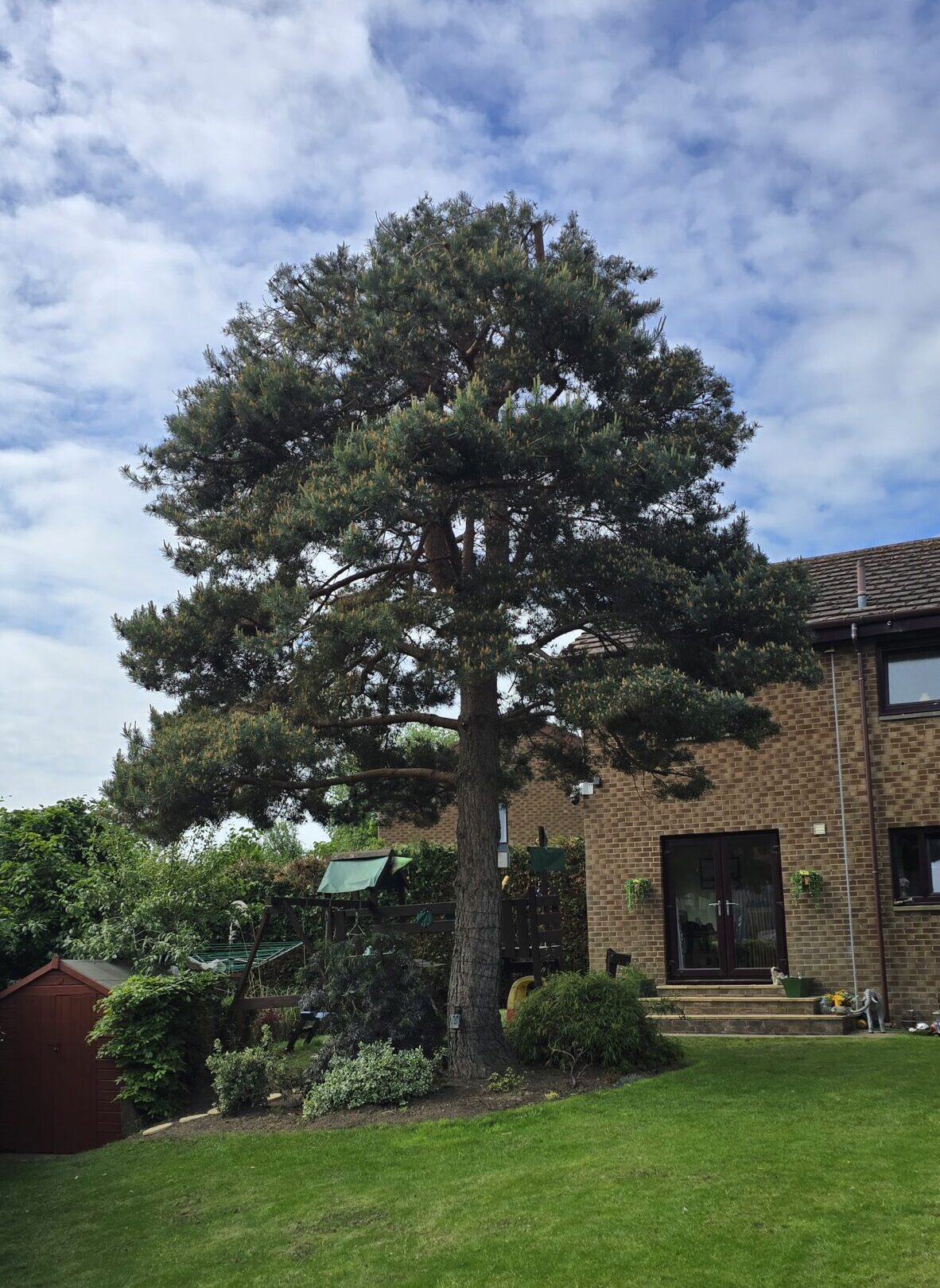 Pine tree pruning Edinburgh