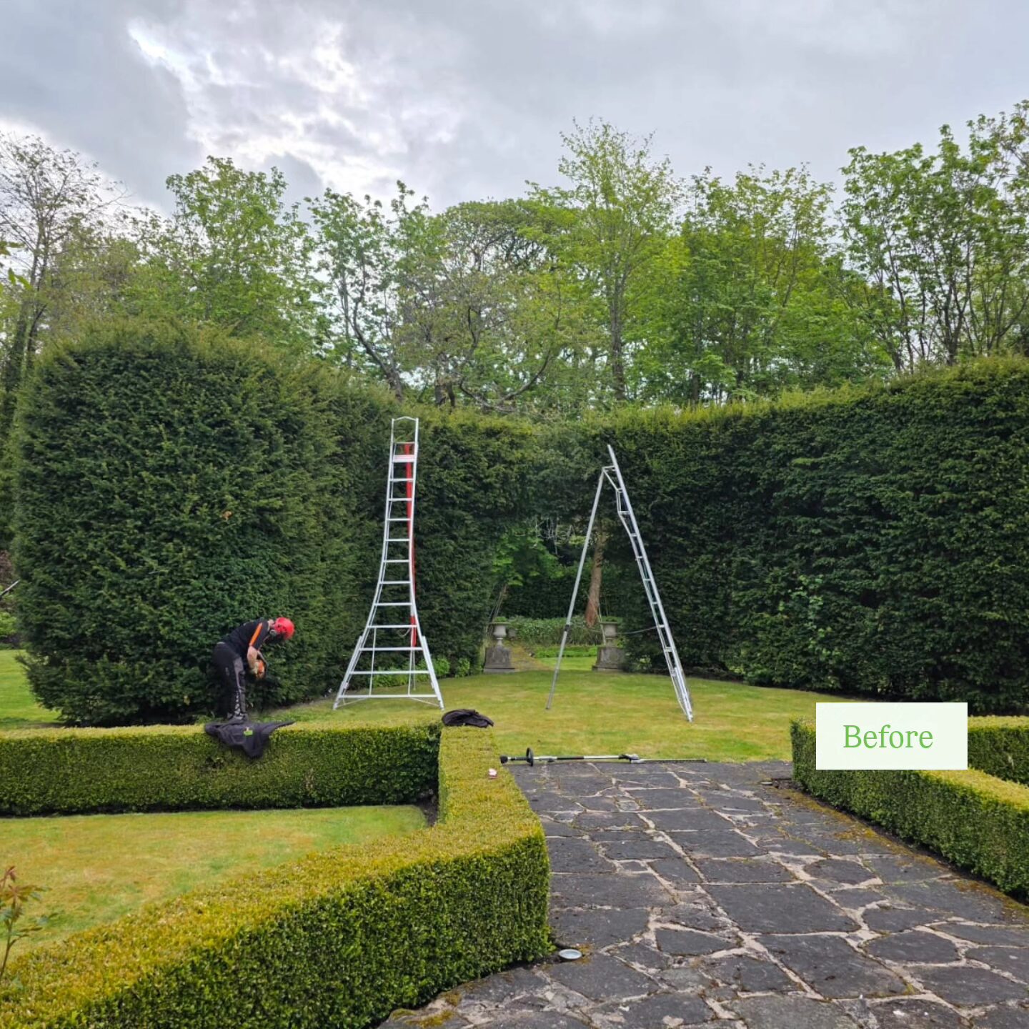 Tree Surgeon Trimming Yew trees