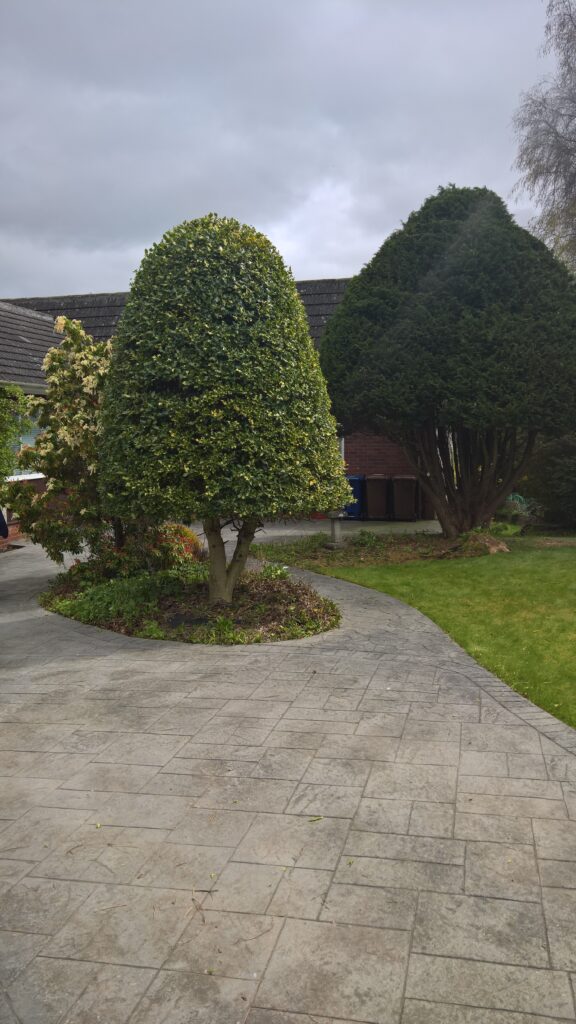 Holly and Cypress trimming Roslin