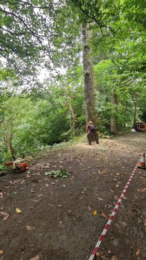 Tree Felling Colinton Edinburgh