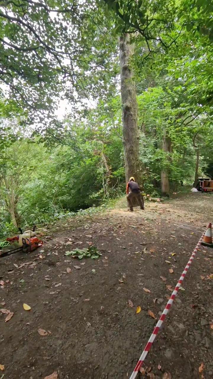 Tree Felling Colinton Edinburgh
