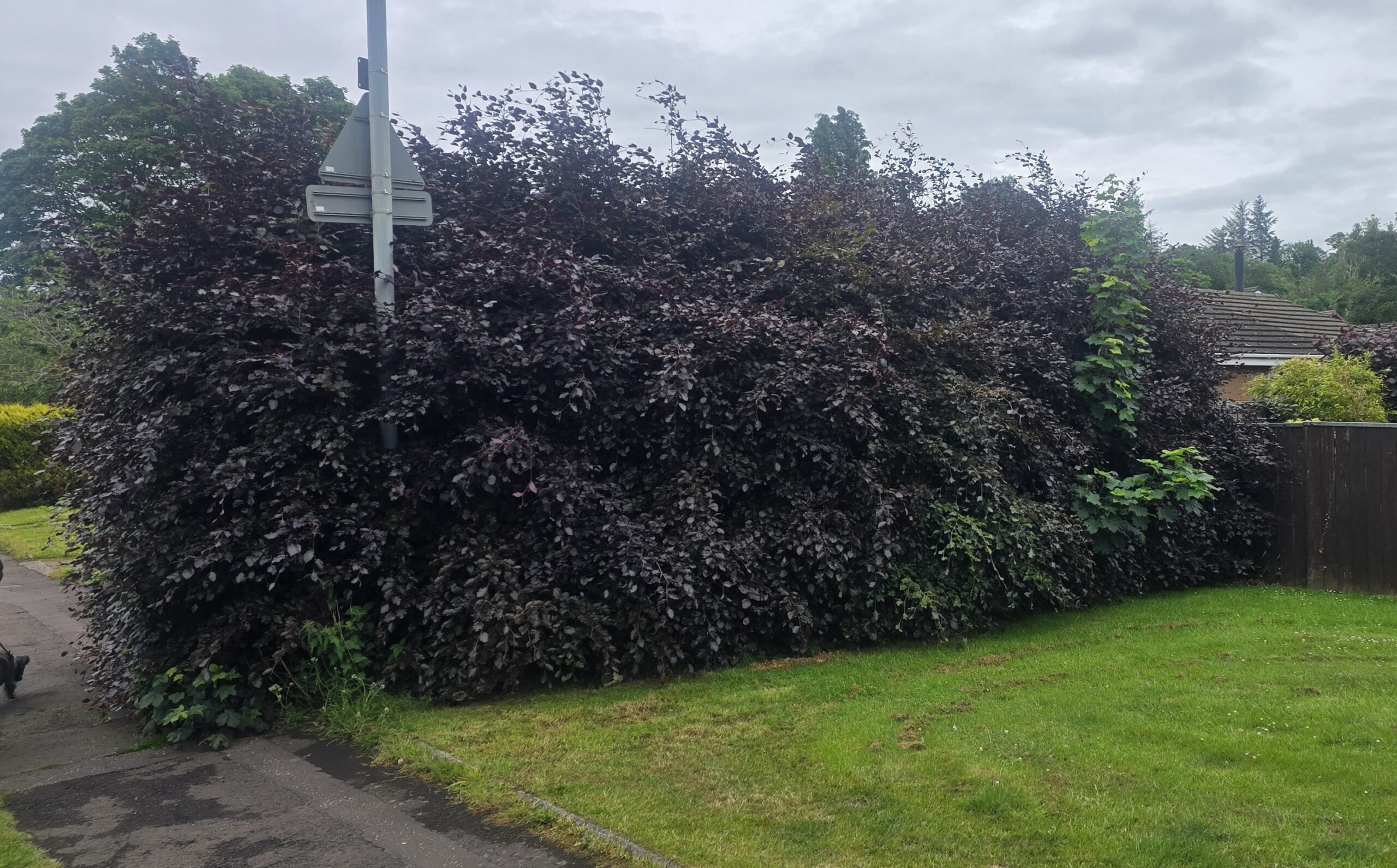 Overgrown Hedge