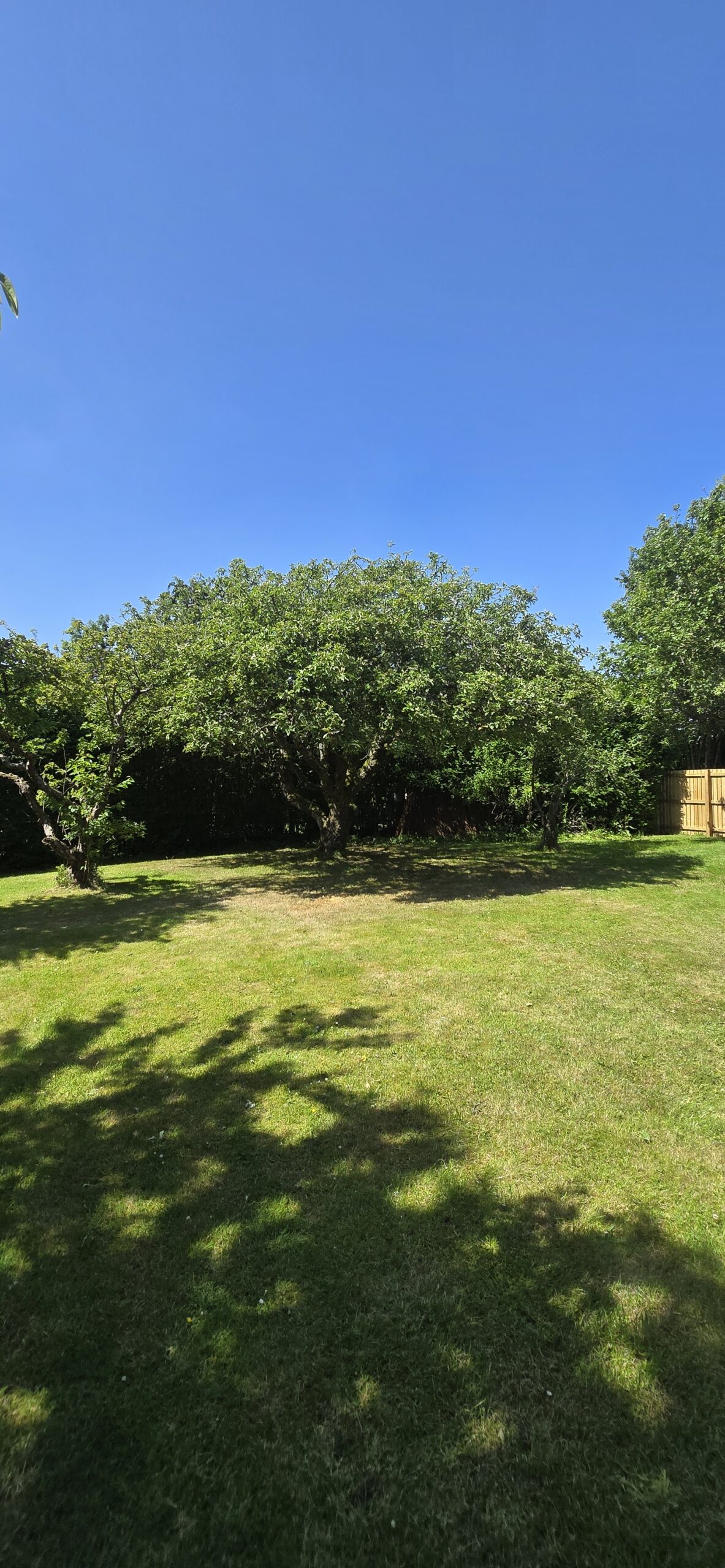 Apple tree reduction Lasswade