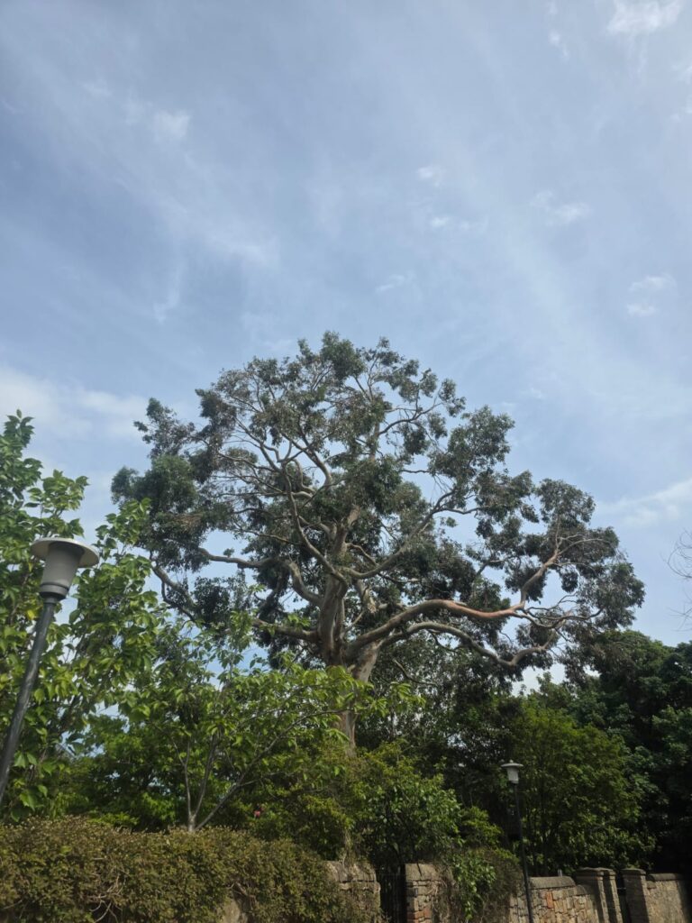 Tree crown reduction Musselburgh