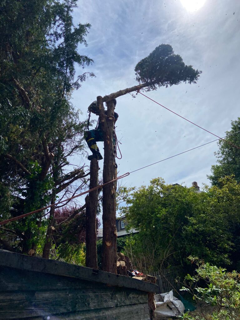 Yew and Cypress removal Edinburgh