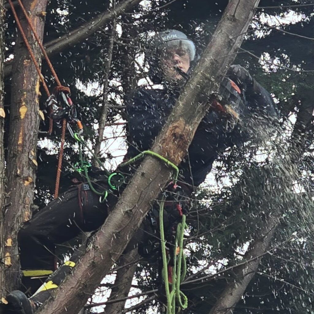 Cypress Tree Dismantle Newtongrange