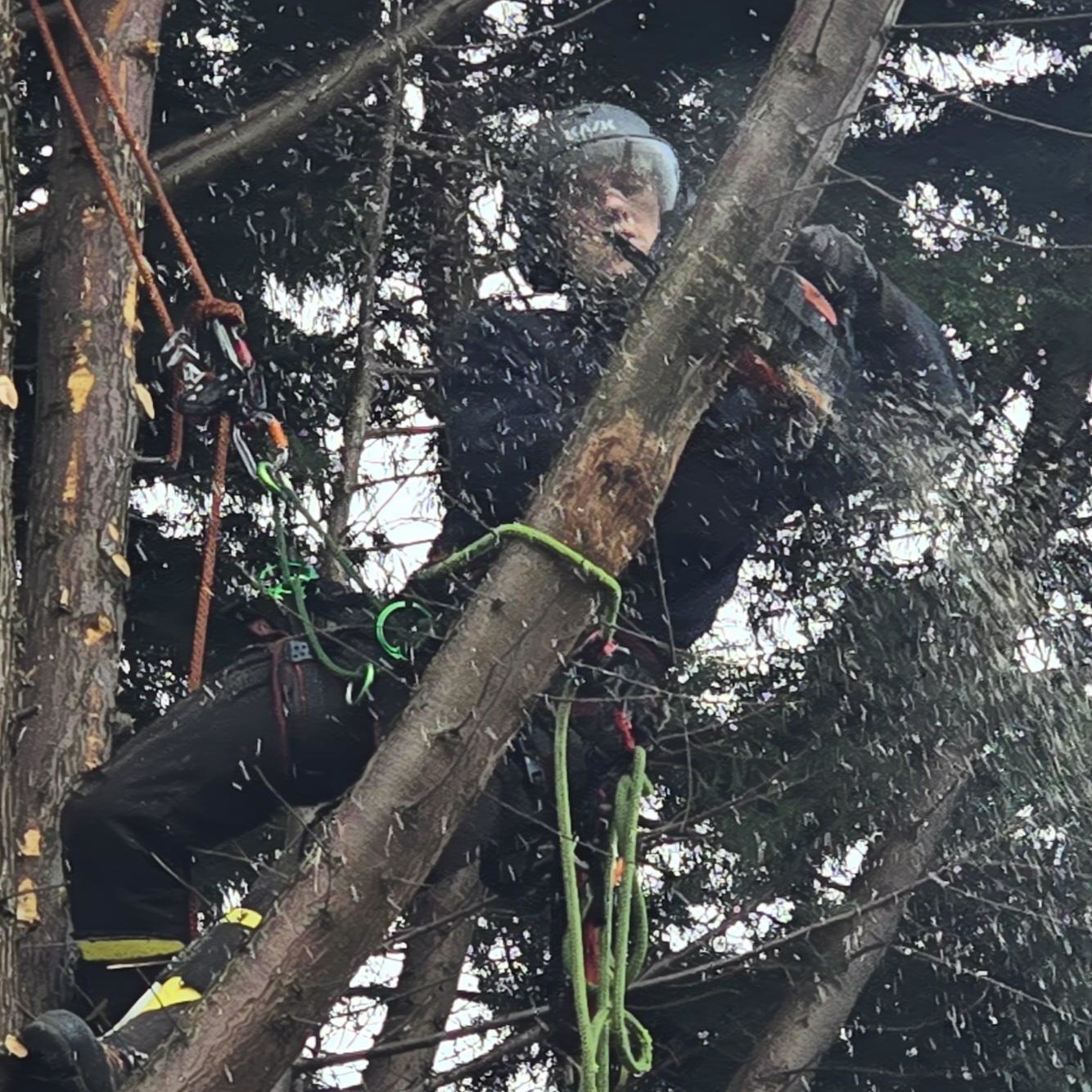 Cypress Tree Dismantle Newtongrange