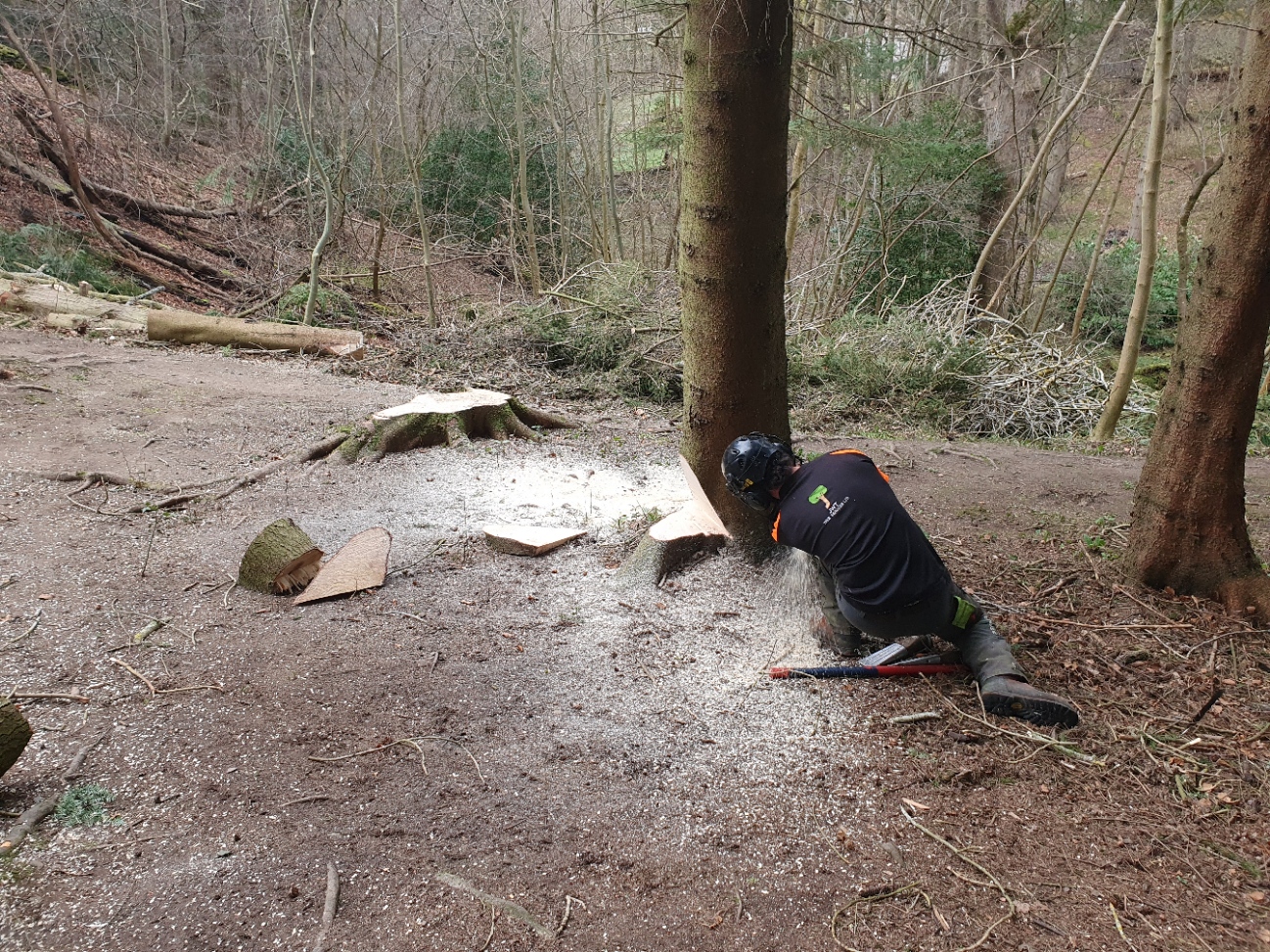 Tree Felling North Middleton