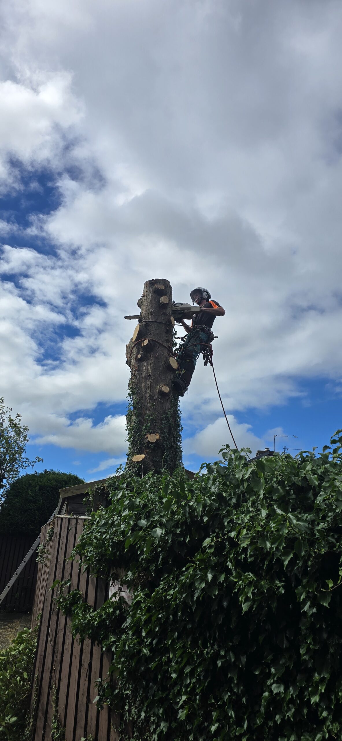 Cypress removal Corstorphine Edinburgh