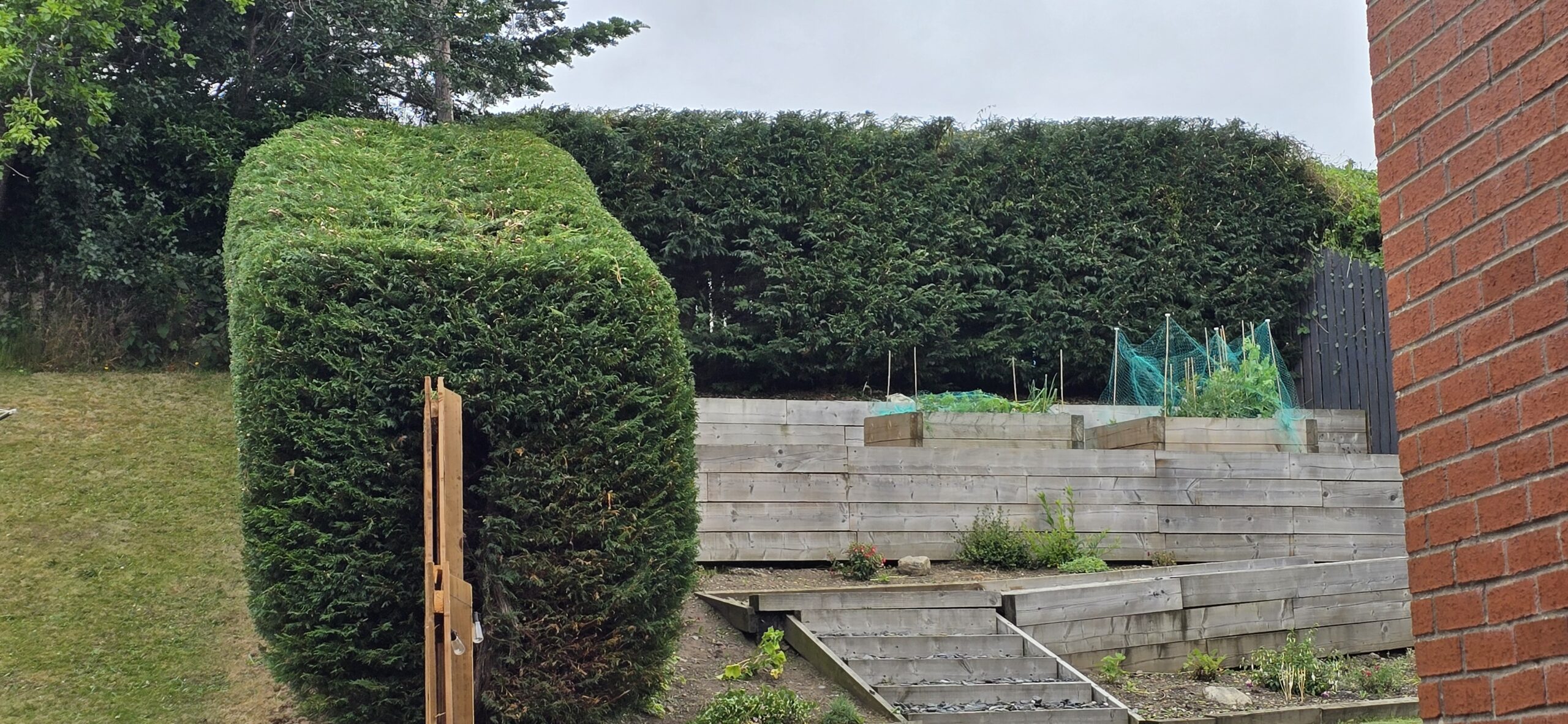 Overgrown hedge reduction Kirknewton