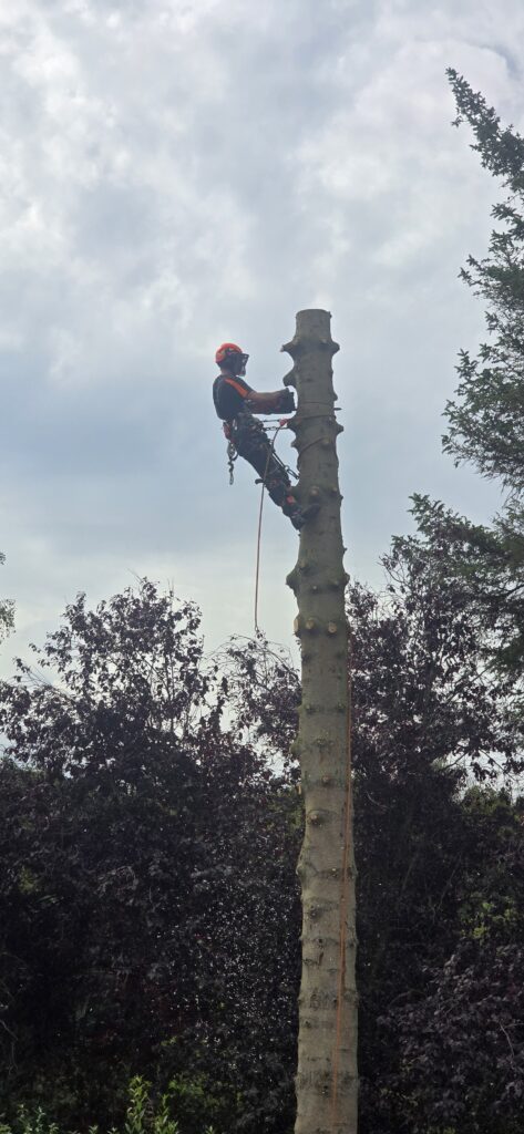 Tree Removal Pencaitland
