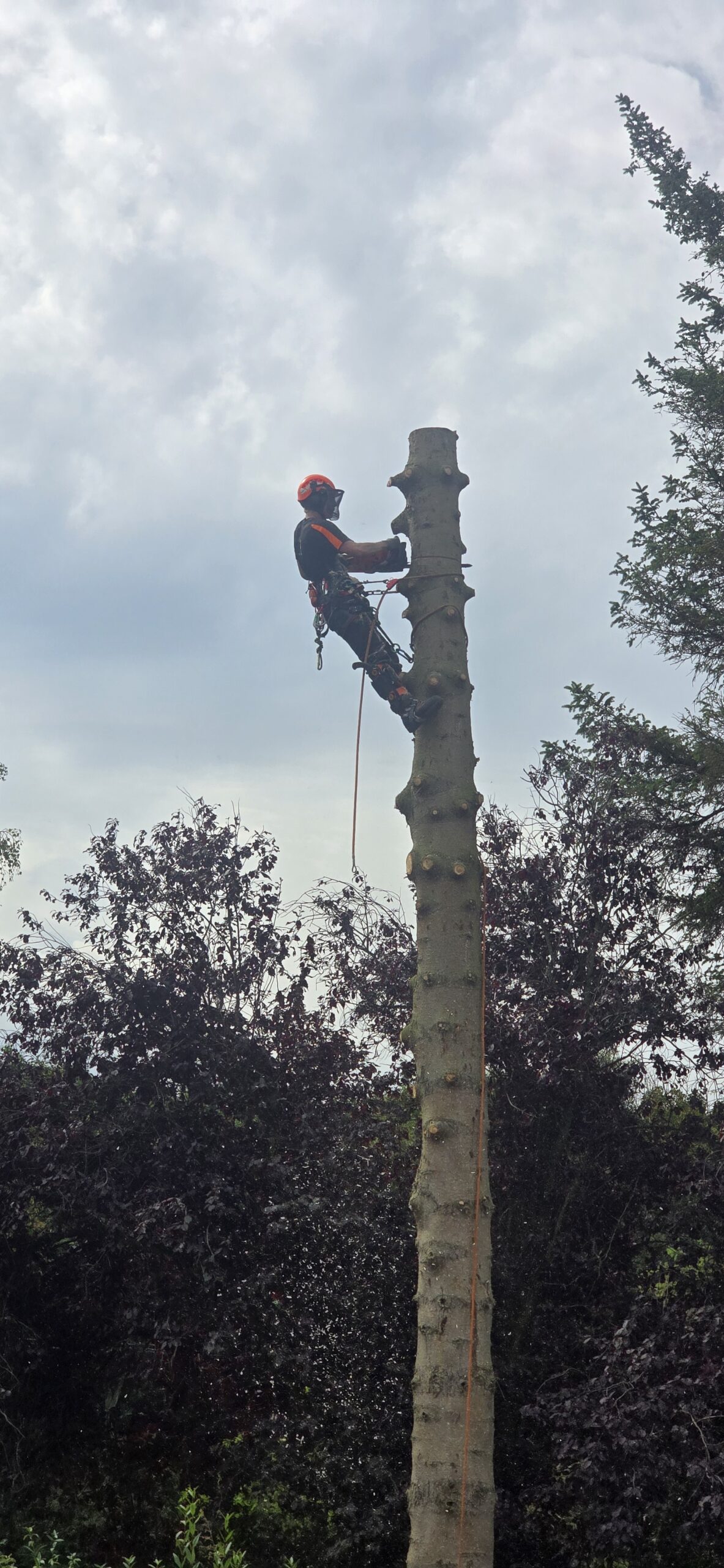 Tree Removal Pencaitland