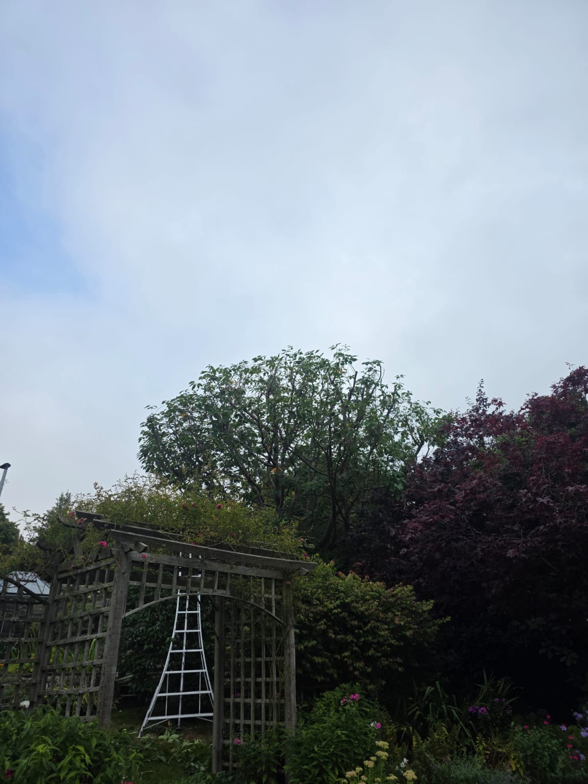 Crown reduction Mornigside