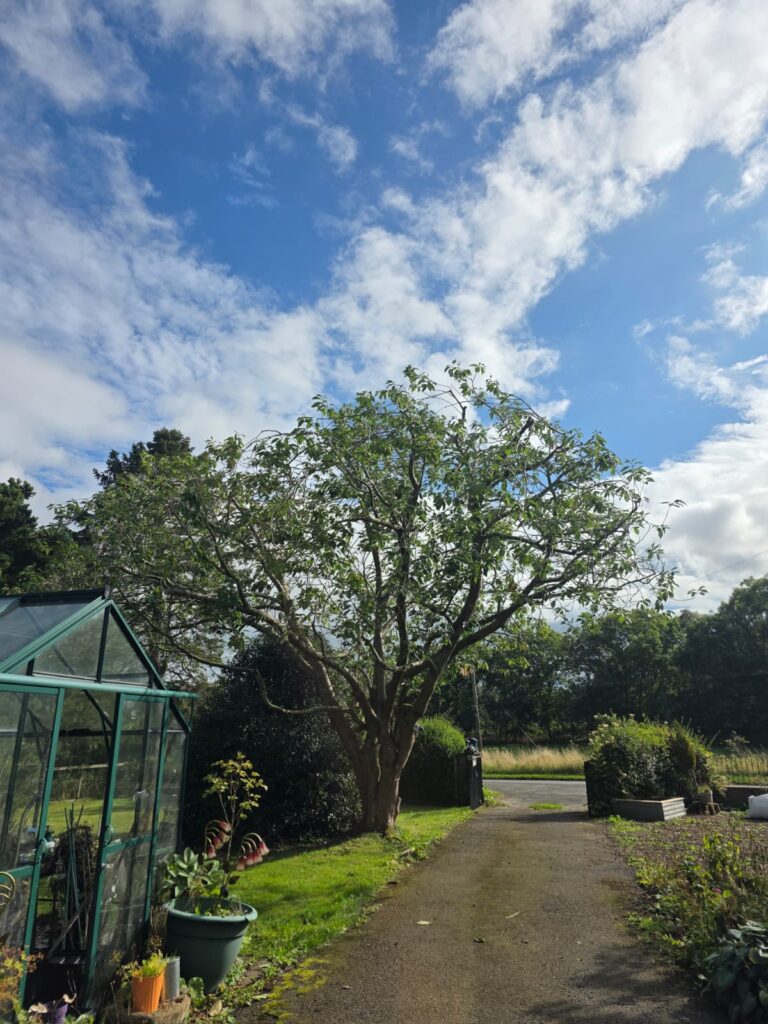 Crown Reduction East Lothian