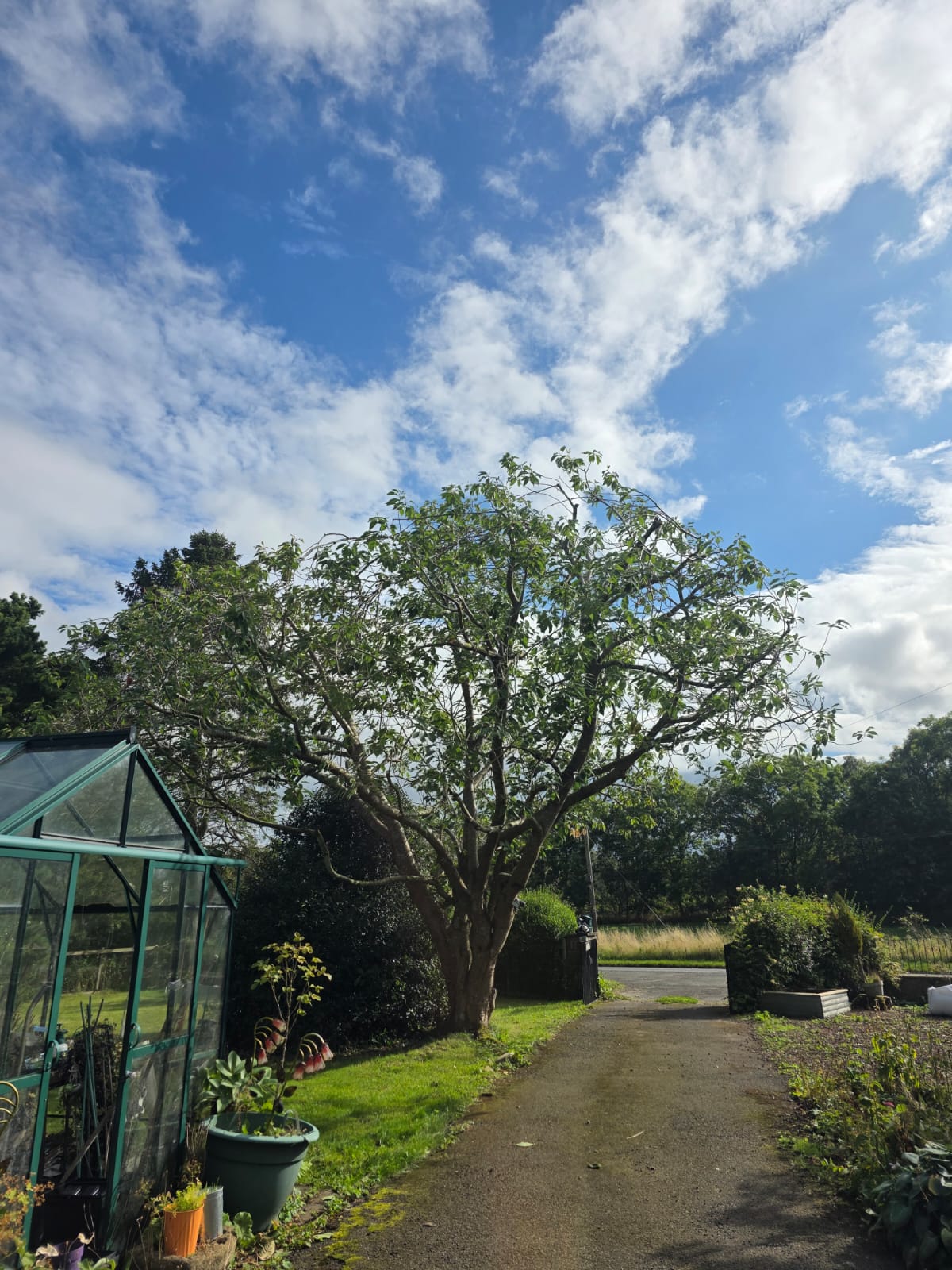 Crown Reduction East Lothian