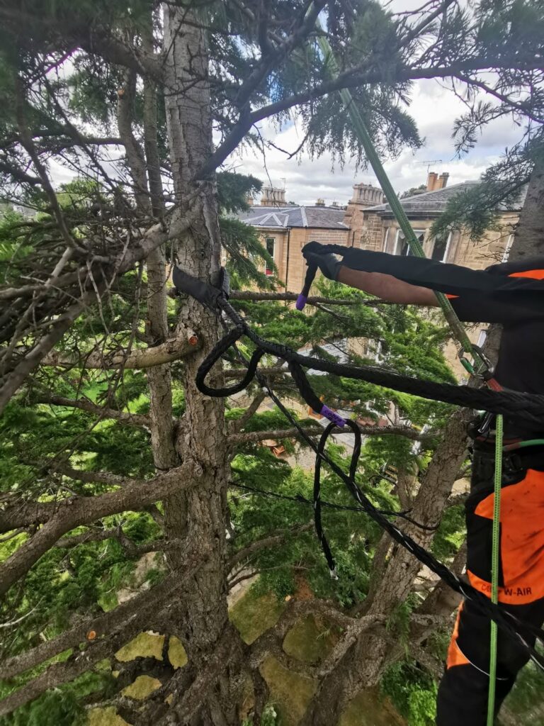 Tree Bracing in Edinburgh