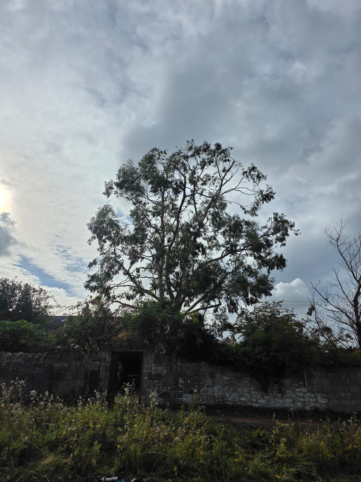 Eucalyptus crown reduction Pathhead